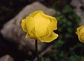 Ranunculaceae - Trollius europaeus